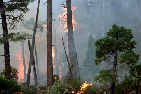 122 Rogue River-Siskiyou National Forest Biscuit Fire photo