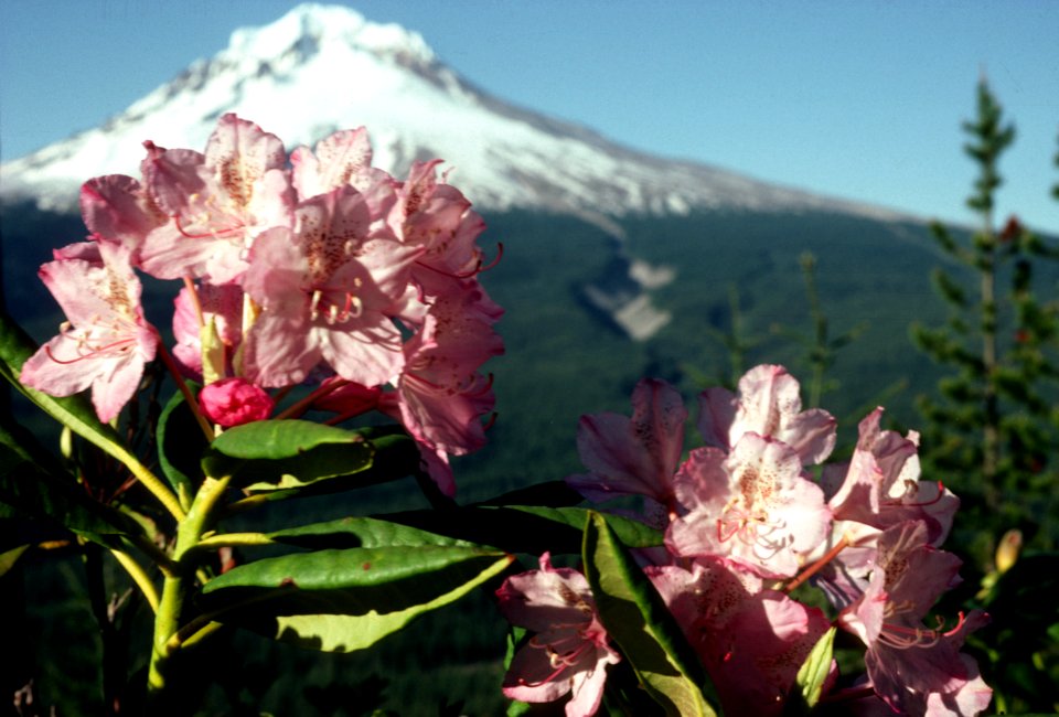 Wild Rhododendrons.jpg