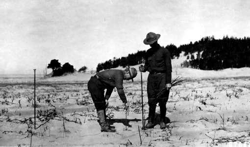 97642 Planting Willows Umpqua Flats Sand Dunes, Siuslaw NF, OR 1911 photo