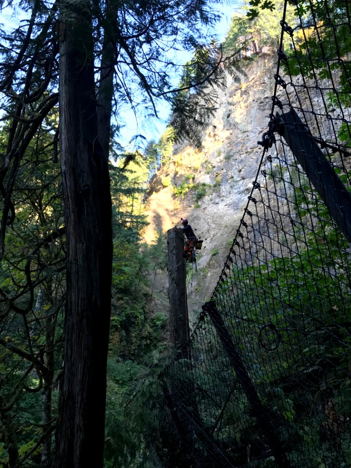 Hazard tree removal at Multnomah Falls, Columbia River Gorge National Scenic Area