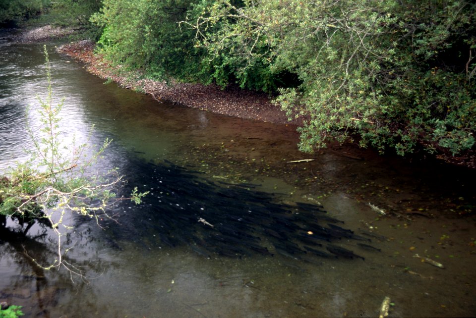 203 Salmon spawning, fisheries.jpg