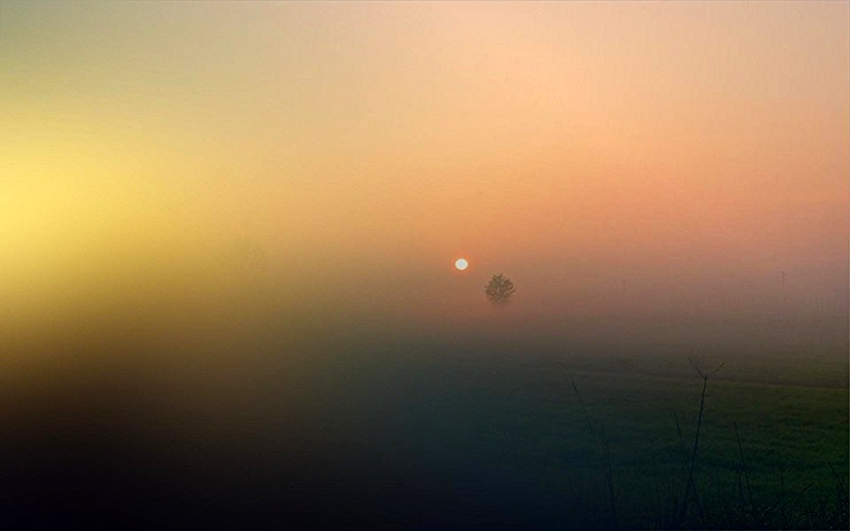 lonely tree and the sun