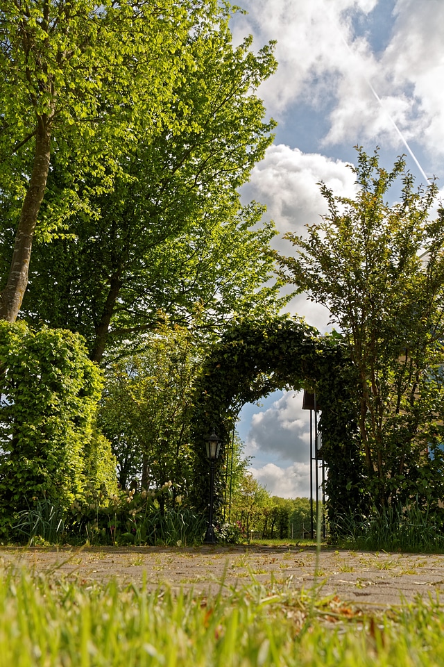 Garden tree ivy