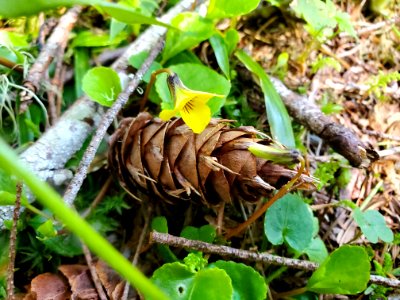 Stream violets on the Mt. Baker-Snoqualmie National Forest. Photo by Anne Vassar April 20/21, 2021.