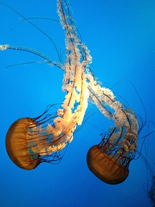 Wildlife aquatic underwater