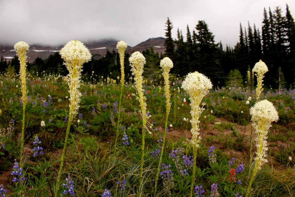 Xerophyllum tenax (beargrass) along the Pacific Crest Trail near Snowgrass Flats, Goat Rocks Wilderness on the Gifford Pinchot National Forest