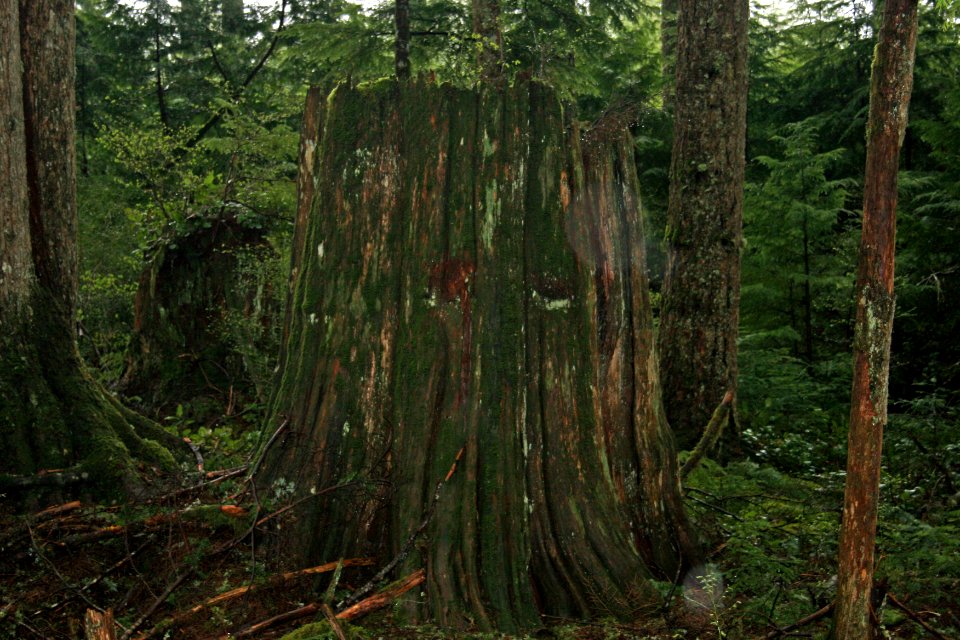 Mt. Hood NF - Stump, OR 1
