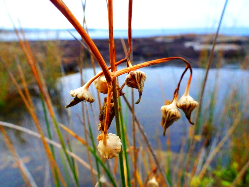 Seedpods with a view
