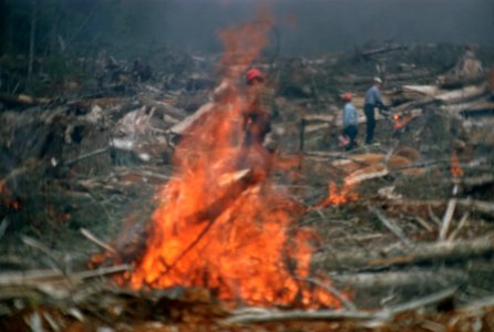 Logging slash burning-8.jpg photo