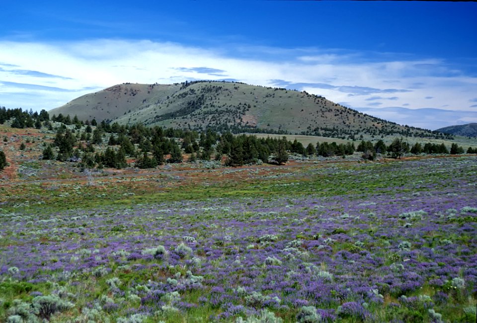 WILDFLOWER FIELD BY HAYSTACK BUTTE-CROOKED RIVER NATIONAL GRASSLAND