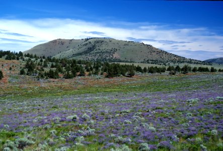 WILDFLOWER FIELD BY HAYSTACK BUTTE-CROOKED RIVER NATIONAL GRASSLAND