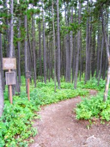 Mile 0 - the 1,200-mile PNT journey begins at the trailhead at Chief Mountain Customs in Glacier National Park