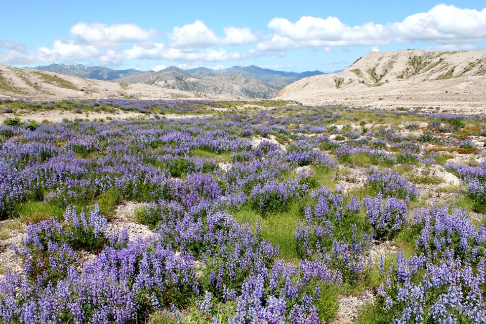 Lupine in bloom near the Plains of Abraham, Mount St Helens NVM on the Gifford Pinchot National Forest