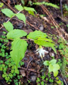 Fairy Bells, Disporum hookeri v. oreganum seen near Wahkeena Falls Trail by US Forest Service Public Affairs Specialist Lillian Palmer.