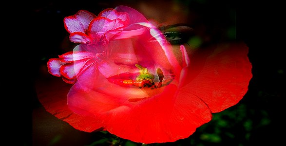 il fiore  di Natale