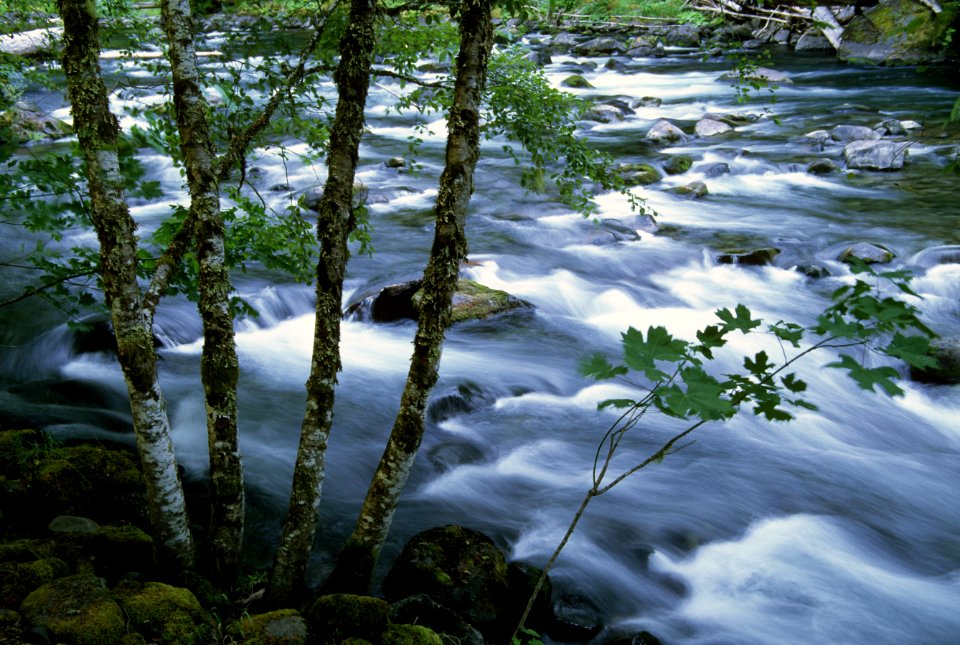 Mt Hood National Forest, Salmon River.jpg
