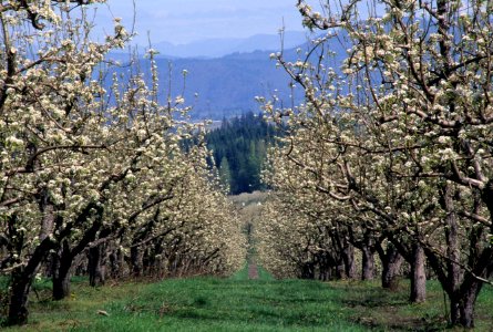 Apple blossoms, Hood River Valley.jpg