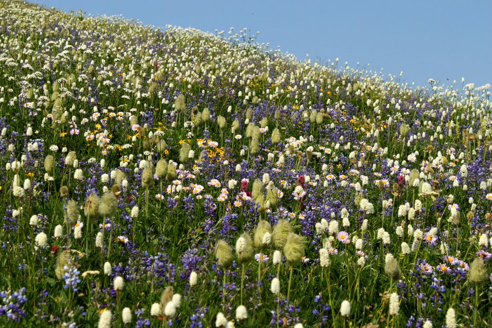 Wildflowers along the Tatoosh Lookout Trail (161A), Tatoosh Wilderness on the Gifford Pinchot National Forest
