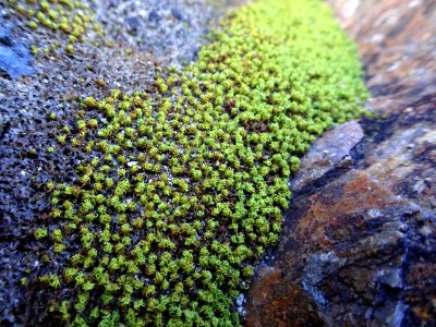 Twirly moss