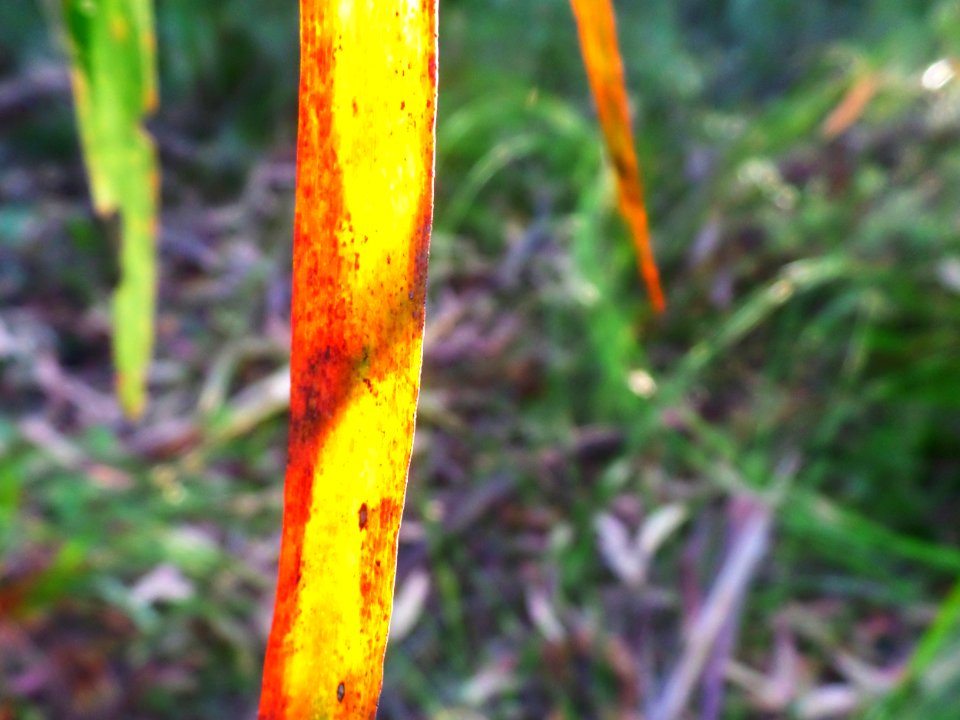 Fire in a leaf photo