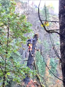 Hazard tree removal, Columbia River Gorge National Scenic Area photo