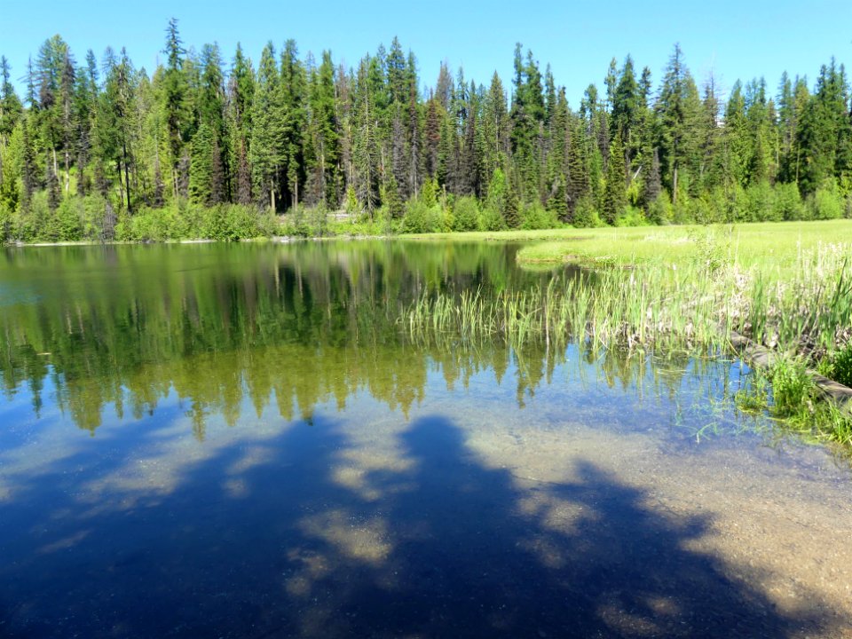 Colville NF Davis Lake June 2020 by Sharleen Puckett 11