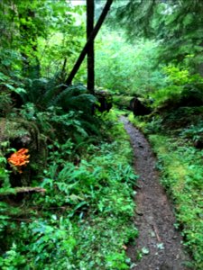 Olympic Chicken of the Woods on a log along Gatton Creek Trail. Photo by Tharon Snuggs, USFS photo.