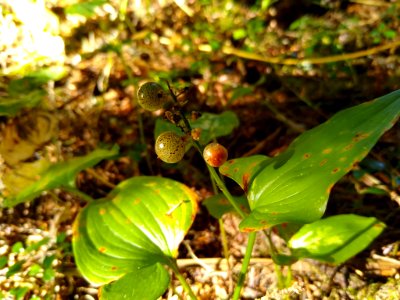 False Lily of the Valley berries, Mt. Baker-Snoqualmie National Forest. Photo by Anne Vassar, August 27 2020.