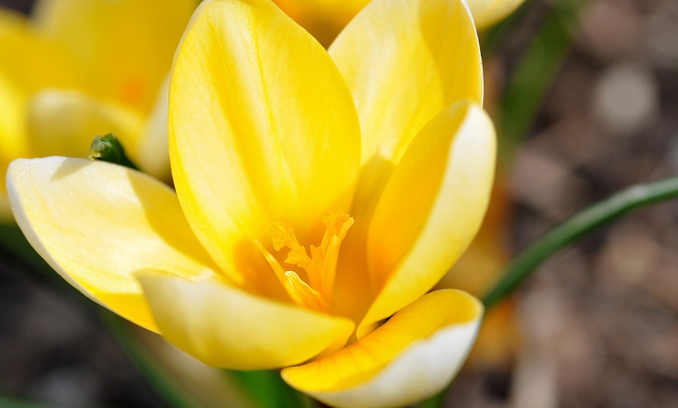 Bloom plant yellow