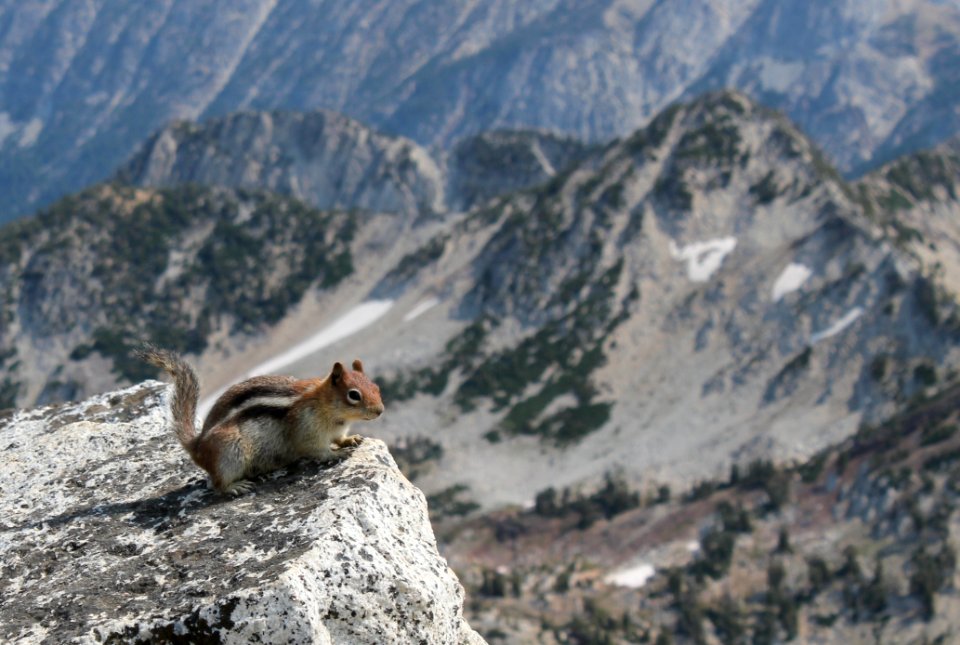 Chipmunk at the summit of Eagle Cap, Eagle Cap Wilderness on the Wallowa-Whitman National Forest