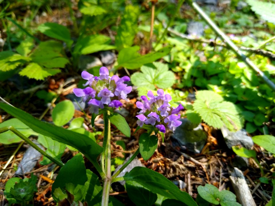 Self-heal near the Old Sauk Trail, Mt. Baker-Snoqualmie National Forest. Photo by Anne Vassar July 30, 2020.