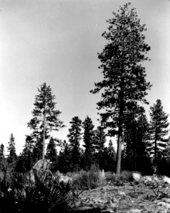 USFS Research Lab near Bend with Walt Daliues, Oregon c1970