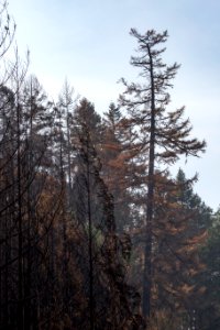 burned-landscape-close-up