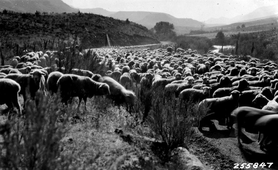 255847 Driving Sheep Along Road, Malheur NF, OR c1930
