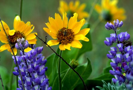 Bumblebee in Wildflowers.jpg photo