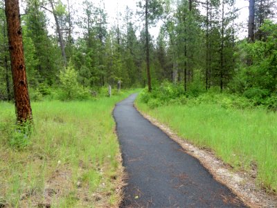 Colville NF log flume trail June 2020 by Sharleen Puckett 6