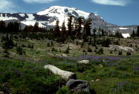 Mt Adams and Wildflowers, Gifford Pinchot National Forest.jpg photo