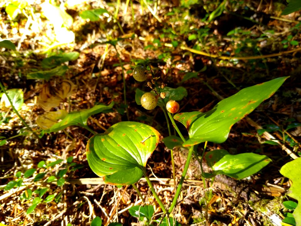 False Lily of the Valley berries, Mt. Baker-Snoqualmie National Forest. Photo by Anne Vassar, August 27 2020.