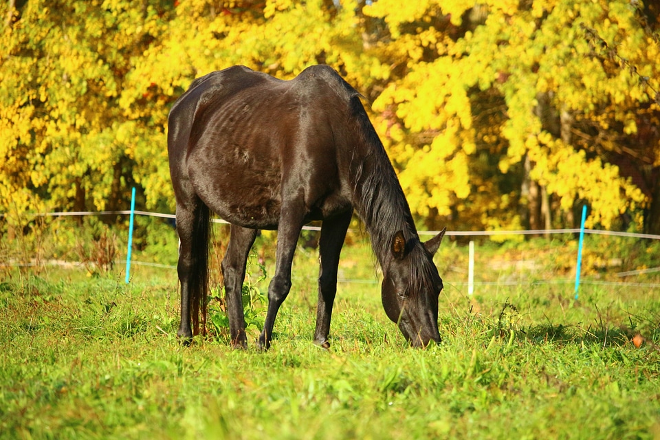 Thoroughbred arabian pasture coupling