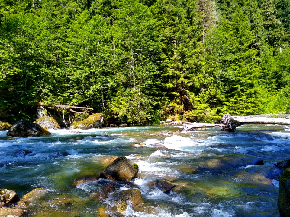 Sauk River Near Bedal Campground, Mt. Baker-Snoqualmie National Forest. Photo taken by Anne Vassar June 23, 2020