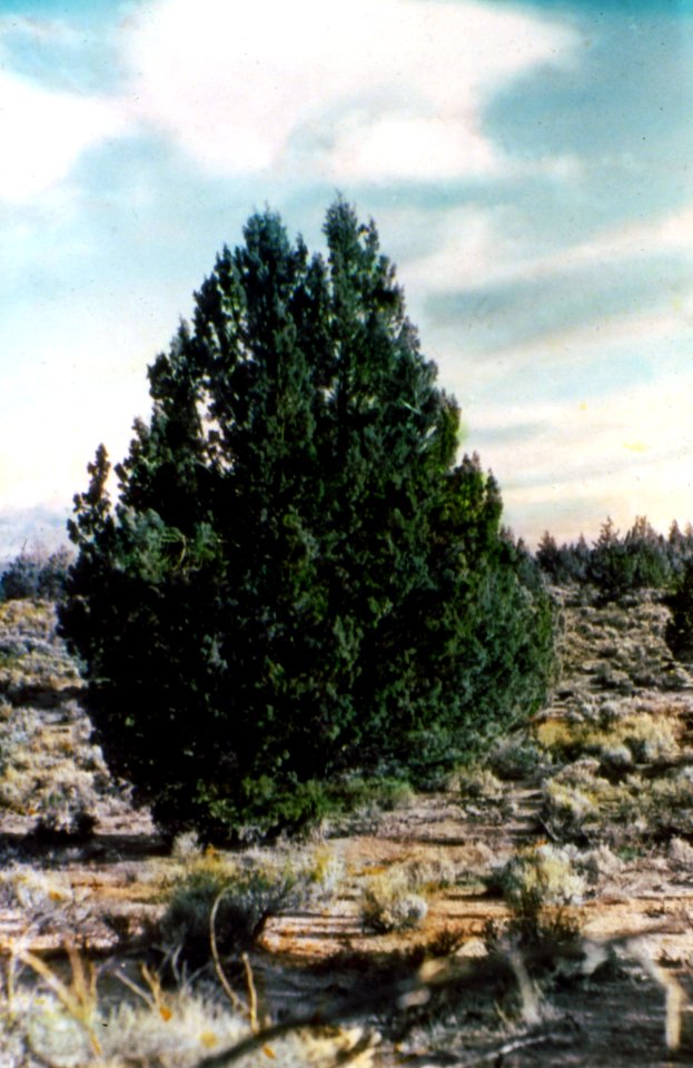 Deschutes NF - Western Juniper along McKenzie Hwy, OR