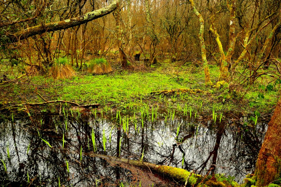 Le Rupt La Chapelle sur Erdre 04-03-2018 11-17-02