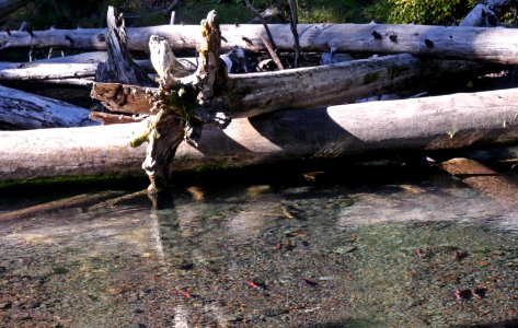 Willamette National Forest, Trapper Creek Outdoor School-113
