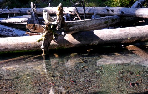 Willamette National Forest, Trapper Creek Outdoor School-113 photo