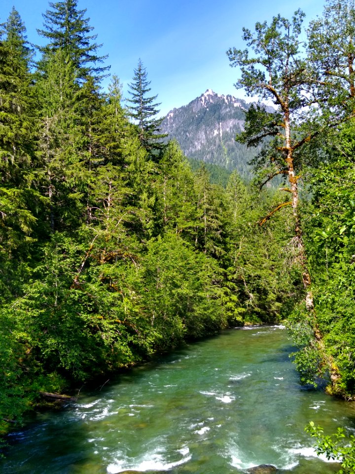 Sauk River Views near Bedal Campground, Mt. Baker-Snoqualmie National Forest. Photos taken by Anne Vassar June 23, 2020