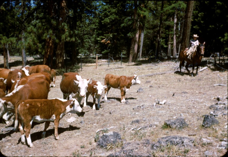 Wallowa-Whitman NF - Bally Cattle, Starkey Unit, OR 1954