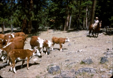 Wallowa-Whitman NF - Bally Cattle, Starkey Unit, OR 1954 photo