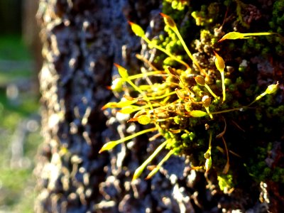 Mossy plume