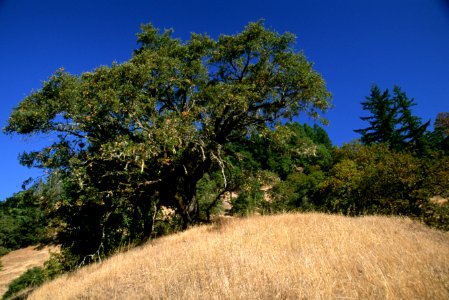 Elm Tree on Bluff, Rogue River-Siskiyou National Forest.jpg