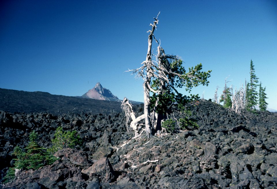 McKenzie Pass Mt Jefferson Deschutes National Forest.jpg